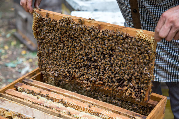 istock Hands of beekeeper pulls out from hive a wooden frame with honeycomb. Beekeeper holding a honeycomb full of bees. 1160201498