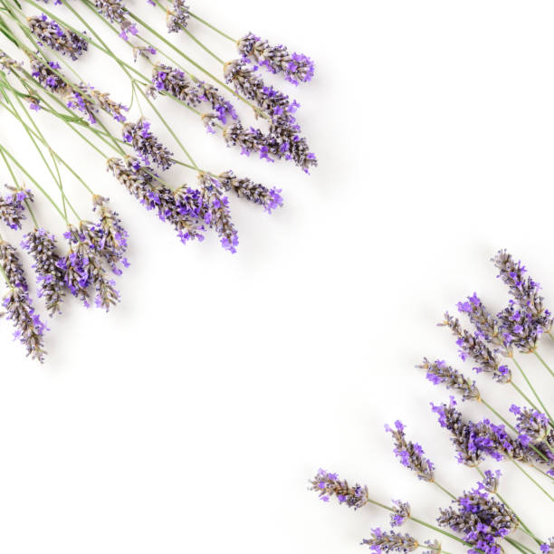 istock A square frame of blooming lavender flowers, shot from above on a white background with copy space 1160201734
