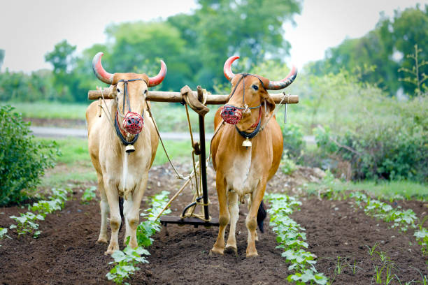 istock Indian farmer working green cotton field with two bullock 1160202641