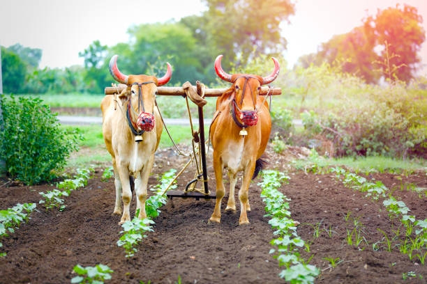 istock Indian farmer working green cotton field with two bullock 1160203109