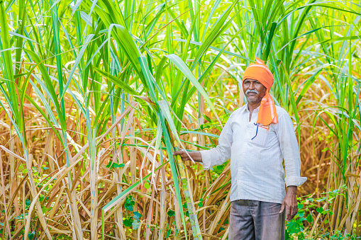 indian farmer at sugarcane  field