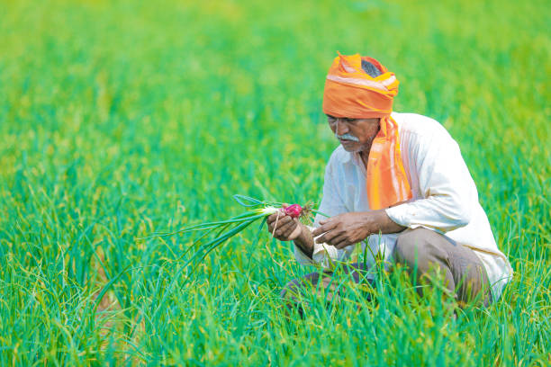 indian farmer at field indian farmer at field village maharashtra stock pictures, royalty-free photos & images