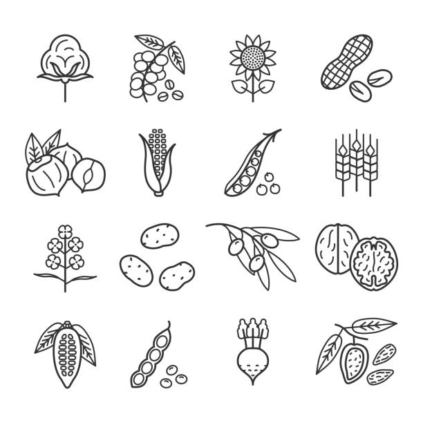 ilustrações de stock, clip art, desenhos animados e ícones de agricultural commodities of vegetable origin editable linear icons set - peanut peanut crops plant root