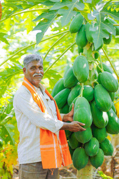 istock young indian farmer at papaya field 1160204268