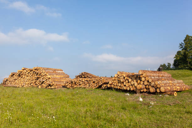 istock Wood trunks stacks along the forest road 1160205130
