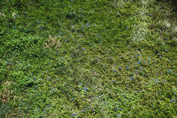 radura verde con erba, fiori - grass meadow textured close up foto e immagini stock