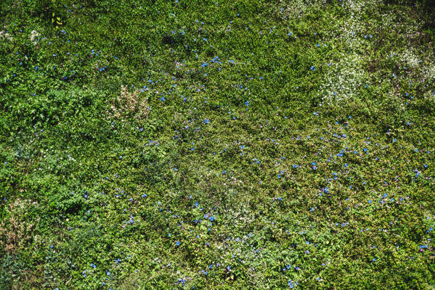 Green clearing with grass, flowers