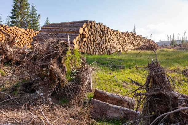 istock Wood trunks stacks along the forest road 1160205677