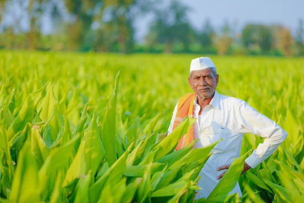 Young indian farmer at field Young indian farmer at field human hand traditional culture india ethnic stock pictures, royalty-free photos & images