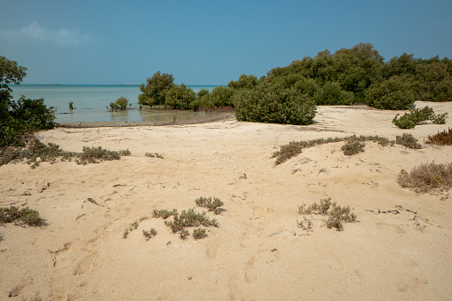 Bosque de manglares en la isla virgen de Farasan en la provincia de Jizan, Arabia Saudita photo