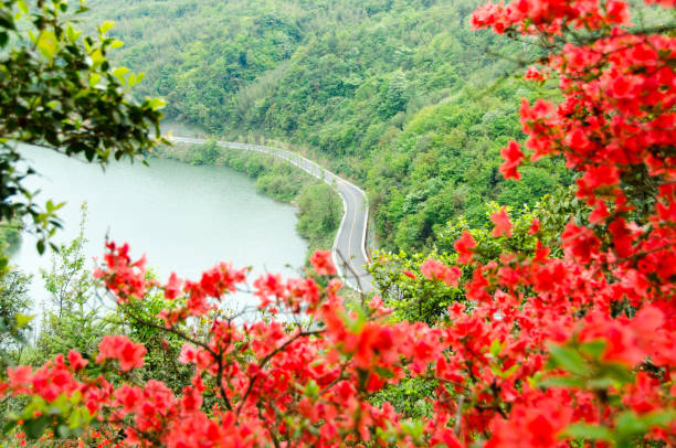 azalea on the top of the mountain,Guizhou province,China