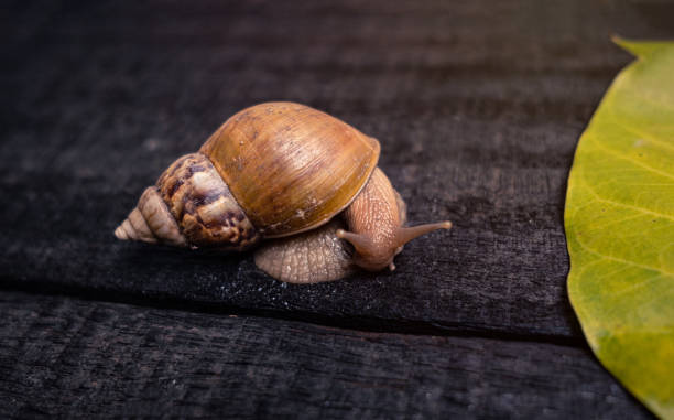 istock Snail in the natural life. 1160207123