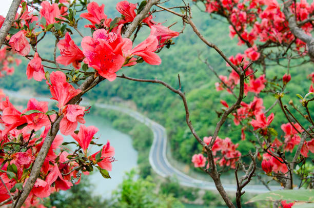azalea on the top of the mountain,Guizhou province,China