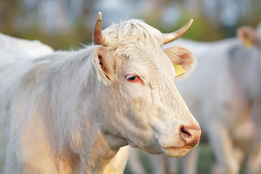 The portrait of a white Charolais cow with horns and pierced ears posing outdoors on sunset