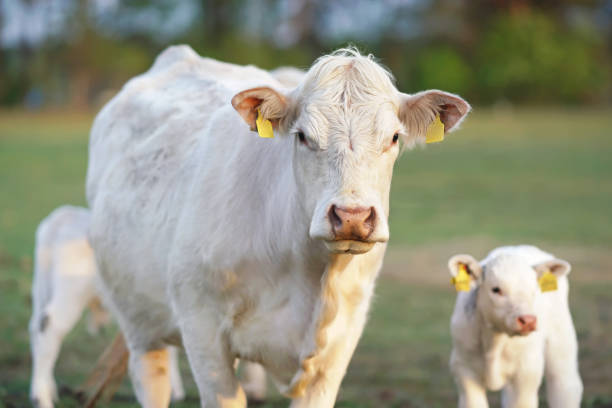 Vaca Charolais Blanca y un ternero con orejas perforadas posando al aire libre de pie en un pasto verde al atardecer - foto de stock
