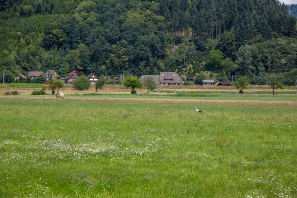 Stork in a meadow near Gengenbach