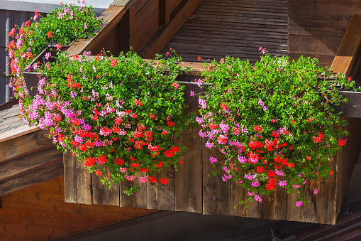 Flower pot on wooden railing in the yard