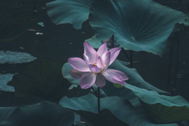 istock Beautiful Pink lily flower 1160211770