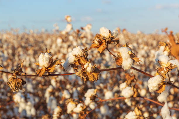 istock Horizontal branch with ripe cotton buds 1160211904