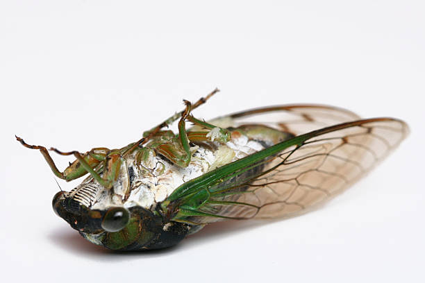 Secada Face 1,200+ Cicada Face Stock Photos, Pictures & Royalty-Free Images - iStock