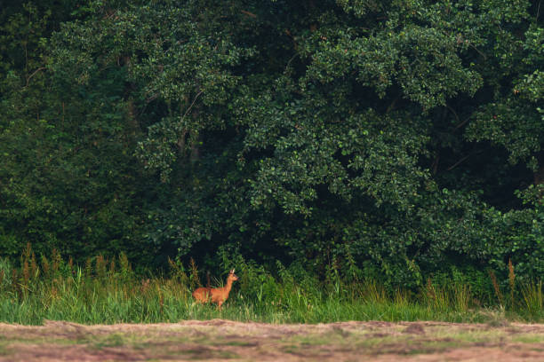 istock Roe deer at edge of forest in evening sunlight. 1160213568