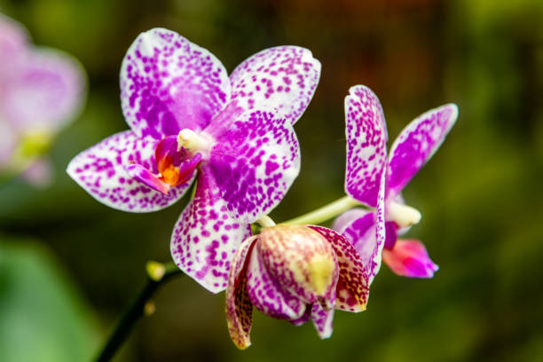 istock Orchids family plants 1160213675