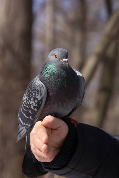 istock the dove on the hand 1160214252