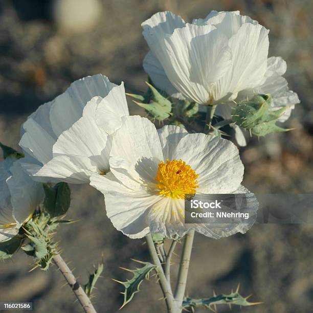 Photo libre de droit de Pavot Barbarie Argemone Munita banque d'images et plus d'images libres de droit de Argémone du Mexique - Argémone du Mexique, Blanc, Fleur de pavot - Plante