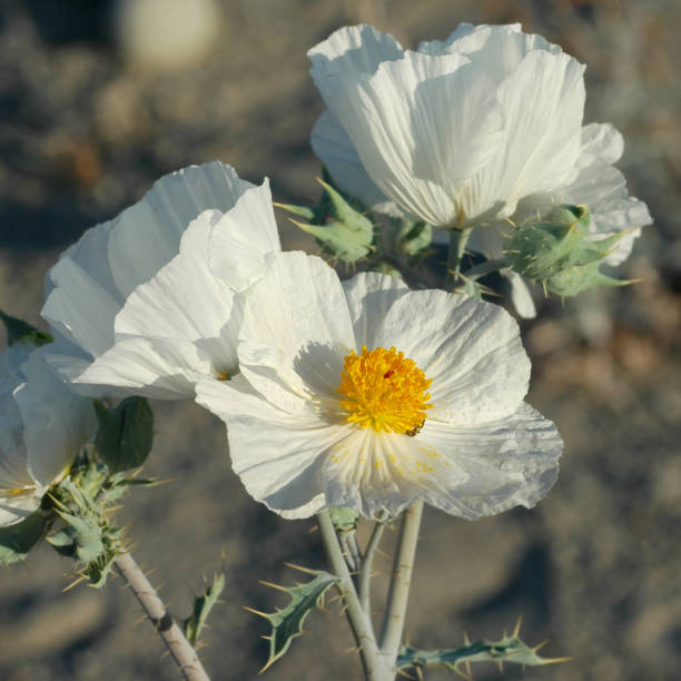 Prickly poppy, 