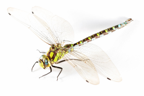 Close-up of a flat-bellied dragonfly (Libellula depressa) perched on a scrawny stem. The background is green and with light reflections