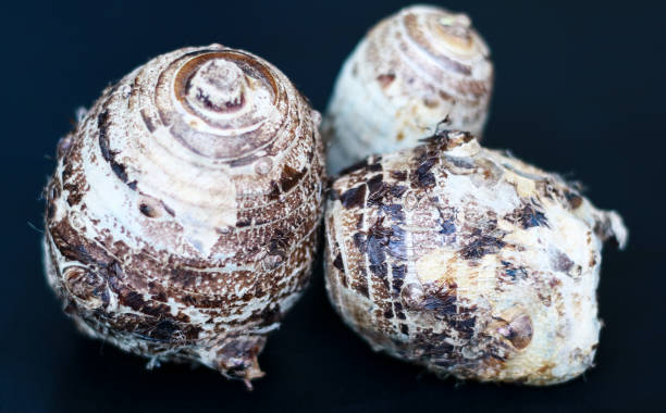 istock Taro or Colocasia esculenta 1160216650