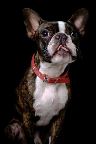 istock Portrait boston terrier pure breed black background closeup 1160216947
