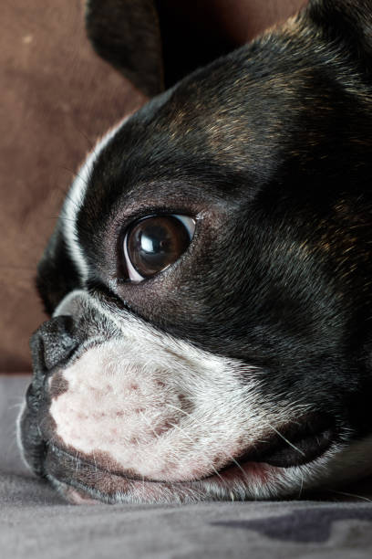 istock Boston terrier taking a break close up portrait 1160217089