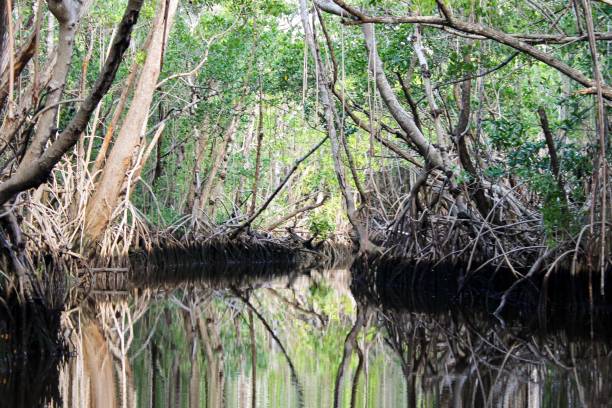 istock a mangrove tunnel 1160217153