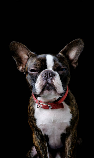 istock Portrait boston terrier pure breed black background closeup 1160217660