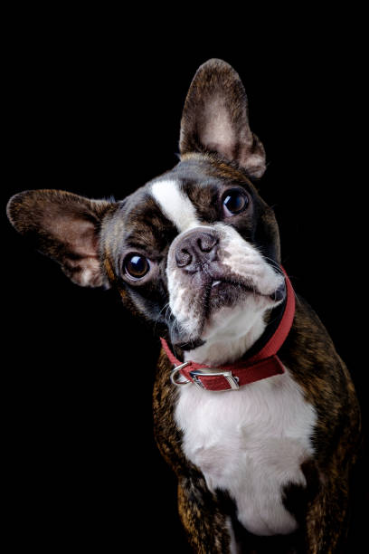 istock Portrait boston terrier pure breed black background closeup 1160217769