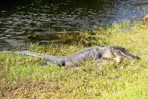 istock alligator chilling in the sun 1160217877