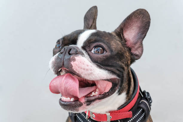 istock Portrait boston terrier pure breed soft grey background closeup 1160217978