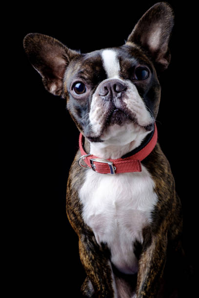 istock Portrait boston terrier pure breed black background closeup 1160218057