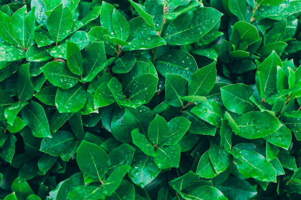istock Nature background with green leaves in drops. 1160218479