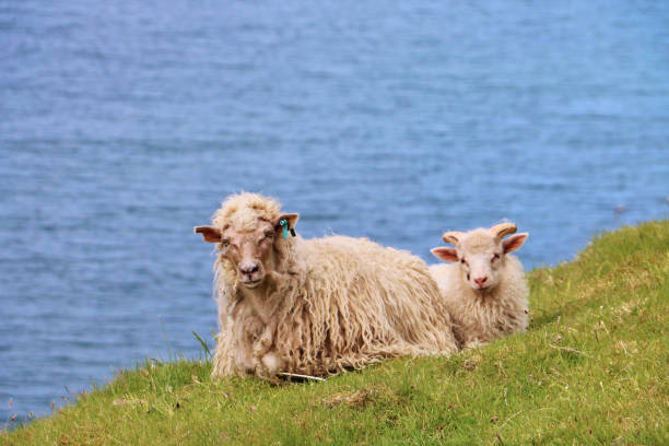 istock Sheep in Faroe Islands 1160218579