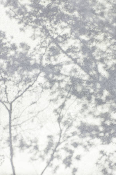 Gray shadow of natural leaves tree and tree trunk falling on white concrete wall for background design and wallpaper
