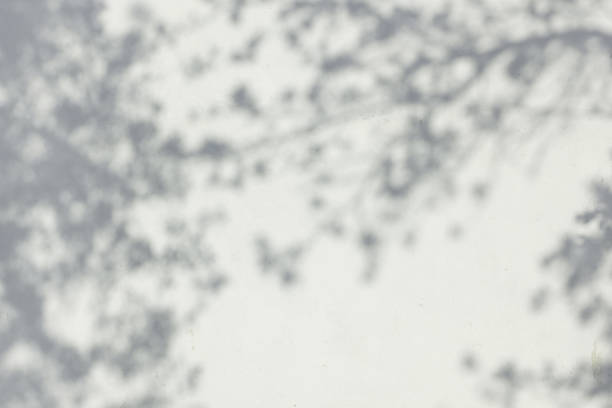 istock Shadow Of Leaves Reflected On The White Wall 1160219098