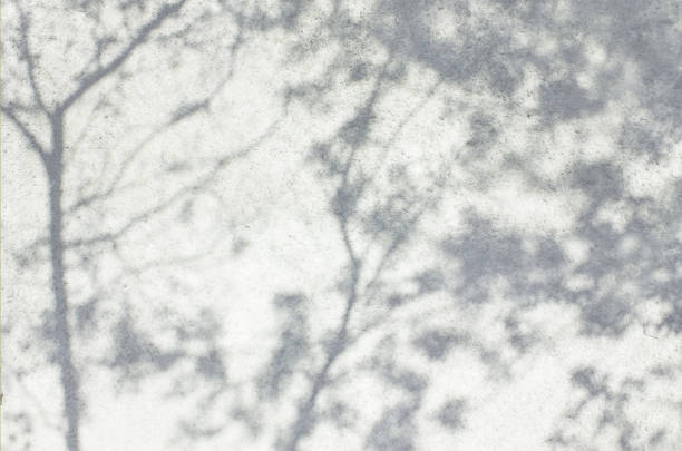 istock Shadow Of Leaves Reflected On The White Wall 1160219139