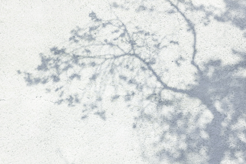 Gray shadow of natural leaves tree and tree trunk falling on white concrete wall for background design and wallpaper