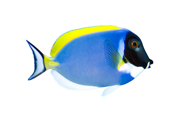 istock Tropical Fish Acanthurus leucosternon isolated on white 116021917