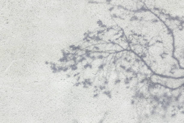 istock Shadow Of Leaves Reflected On The White Wall 1160219176