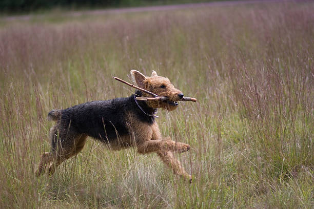 terrier airedale exécuter - lea photos et images de collection