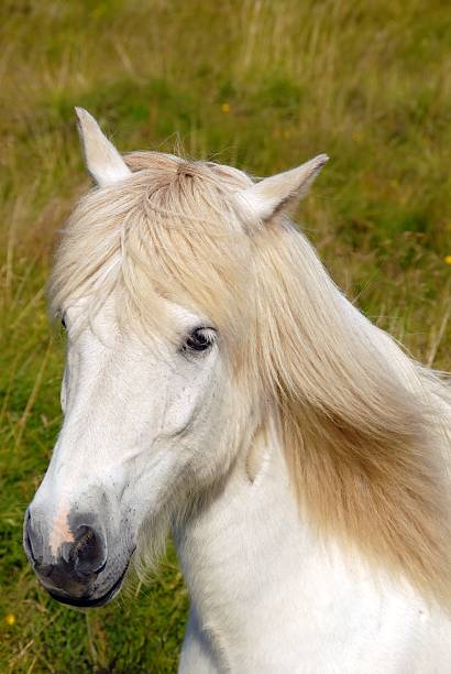 istock White Icelandic horse 116022024