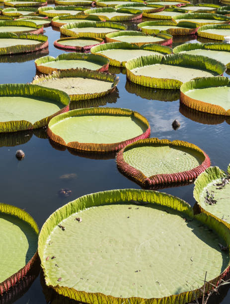 istock Large Victoria lotus. 1160221837